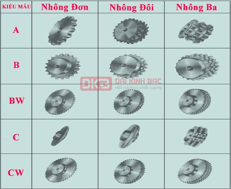 cac-loại--nhong-xich-doi
